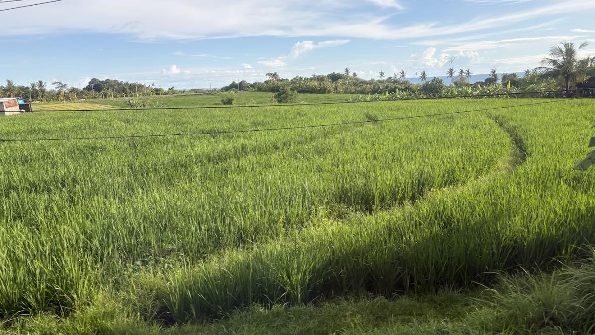 バリの棚田と遠くに見える海
