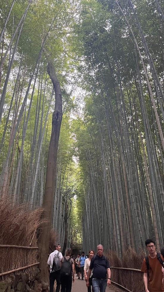 嵐山の竹林